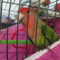 طوطی معاوضه قناری