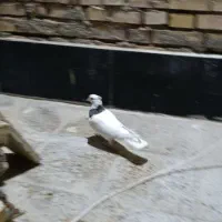 طوقی|پرنده|اهواز, کوی سعدی|دیوار