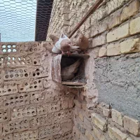 کبوترسینه زرد