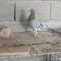 نر میناسبز