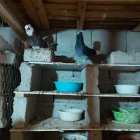 دو جفت با هم دو میلیون