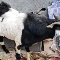 فروش فوری نری و چپشت|حیوانات مزرعه|رودان, |دیوار