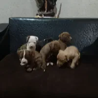 توله پیت بول اصیل|سگ|تهران, خانیآباد|دیوار