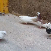 کفتر یا کبوتر|پرنده|قم, شهرک فاطمیه|دیوار
