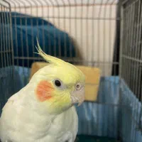 2تا عروس هلندی