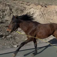 اسب|اسب و تجهیزات اسب‌سواری|طرقبه, |دیوار