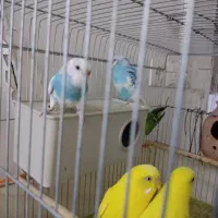 یه جفت مرغ عشق مولد با قفس ولانه