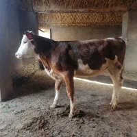 گوساله نر