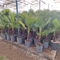 پالم واشنگتن تنه قرمز|خدمات باغبانی و درختکاری|برخوار, |دیوار