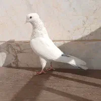 کفتر دم سیاه