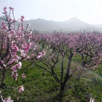 هرس درخت میوه|خدمات باغبانی و درختکاری|قره چای, |دیوار