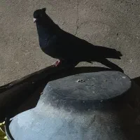 کبوتر سیاه ماده|پرنده|ملکان, |دیوار