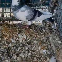 کفتر مخمل و ابلغ|پرنده|شیراز, گل سرخ|دیوار