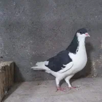 شصتی سیاه|پرنده|کوهین, |دیوار