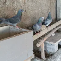 سبز دوخط کفتر پلاکی زره ای پرشی|پرنده|نجف‌آباد, قلعه سفید|دیوار