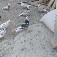 کبوتر|پرنده|نیمروز, |دیوار