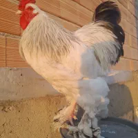 فروش تک خروس برهما لایت وارداتی