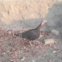 بوقلمون‌‌‌‌.کفتر‌.مرغ‌‌‌‌.جوجه‌بوقلمون‌|حیوانات مزرعه|قم, شهر قائم|دیوار