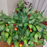 شاخه گیلاس مصنوعی خارجی|گل مصنوعی|فردیس, فردیس|دیوار