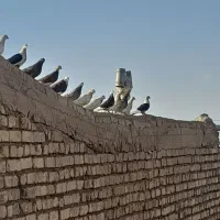 کبوتر سفید مر