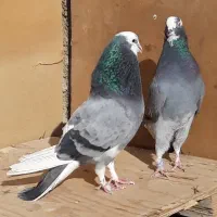کبوترای پرشی قیمت تومتن نوشتم بخانید|پرنده|هشتگرد, شهرک اداری|دیوار