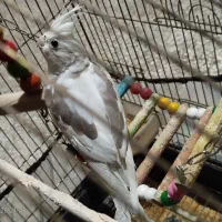 عروس  آلبینو دوکت نسکافه ای|پرنده|تربت‌حیدریه, سرمحله|دیوار