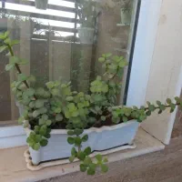 گل و گیاه طبیعی|گل و گیاه طبیعی|نیشابور, شهرک پردیس|دیوار