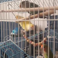 طوطی برزیلی|پرنده|هشتگرد, شهرک المهدی|دیوار