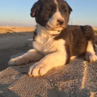 توله قدرجونی(قهدریجانی)