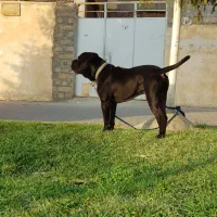 سگ نژاد دار کن کورسو|سگ|تهران, پارک شهر|دیوار