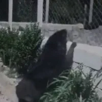 سگ قدریجونی