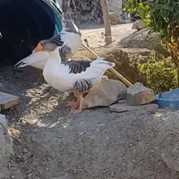 غاز تخم گذار سالم وسرحال