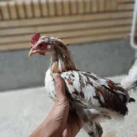 خروس گلین قهوه‌ای