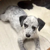 واگذاری سگ|سگ|تهران, نارمک جنوبی|دیوار