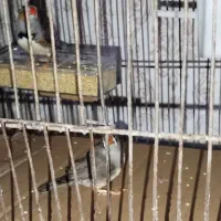 یه جفت فنچ یه جفت مرغ عشق|پرنده|زابل, |دیوار