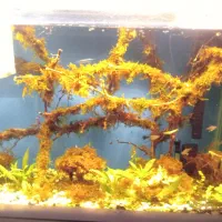 اکواریوم  ۸۰سانتی ب همراه کمد|ماهی|رباط‌کریم, نصیرشهر|دیوار