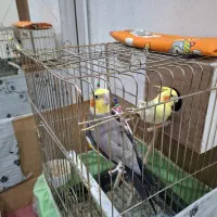 عروسک هلندی