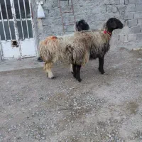 میش ترکی ،بز ،بره ،شیشک