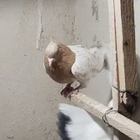 کفتر بلژیکی شهرستانی دورگ|پرنده|وحیدیه, |دیوار