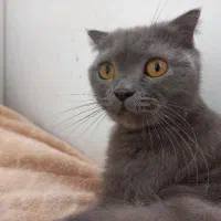 واگذاری گربه‌ی ماده اسکاتیش بولو