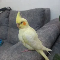 عروس دستی سرلاکی