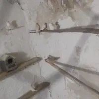 سه جفت فنج درجه یک