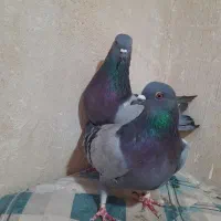 نروماده کچی اصفهانی بشن دار|پرنده|خمینی‌شهر, |دیوار