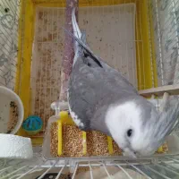 عروس هلندی وایت فیس