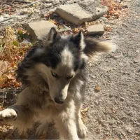 سگ هاسکی چشم یخی|سگ|مشهد, نیروی هوایی|دیوار