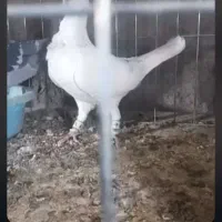 کبوتر فری سوسکی|پرنده|بیرجند, |دیوار