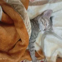 واگذاری گربه ۴ماهه