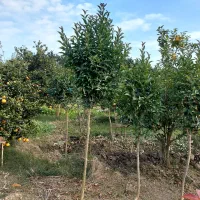 برگ نو طرح پیوند|گل و گیاه طبیعی|کلاچای, |دیوار