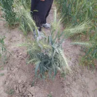 بذر گندم اوکراینی|خدمات باغبانی و درختکاری|ایلام, |دیوار