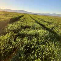 اجاره-زمین-کشاورزی-چاه-عمیق-و-برقی-دربیضا